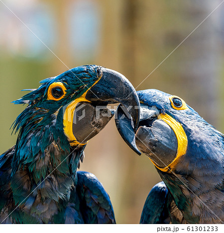 スミレコンゴウインコ ペアの写真素材