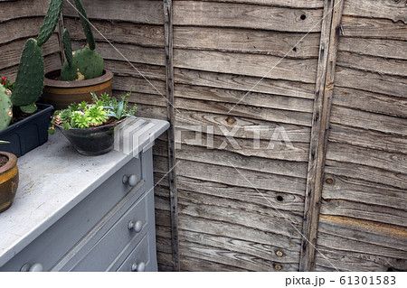 wooden wall with cactus plants in pots on cupboard, in the garden 61301583