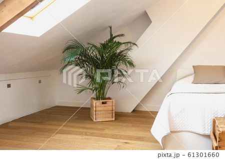 Green plant in basket in modern light bedroom, white walls and wooden floor modern design close-up Green plant in basket in modern light bedroom, white walls and wooden floor modern design close-up 61301660