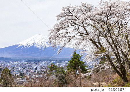 富士山と満開の桜、山梨県富士吉田市孝徳公園にて 61301874