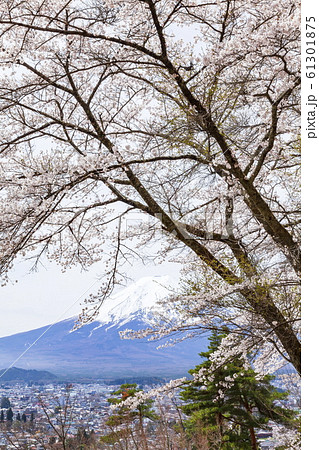 富士山と満開の桜、山梨県富士吉田市孝徳公園にて 61301875