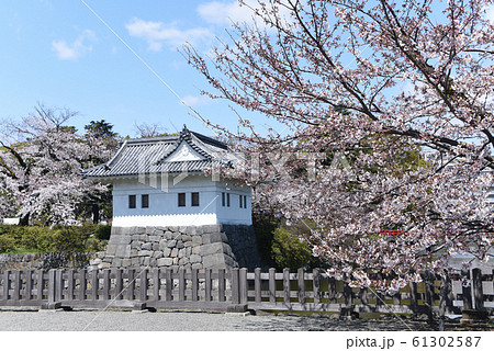 小田原城 隅櫓 桜 小田原城 隅櫓 桜 61302587