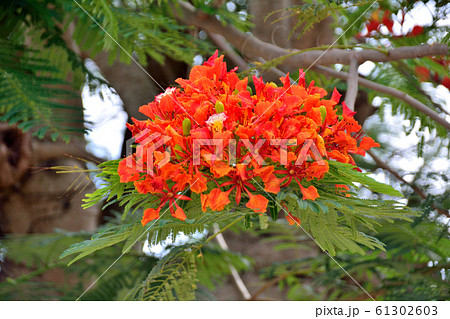 【沖縄・石垣島】カエンボク 61302603