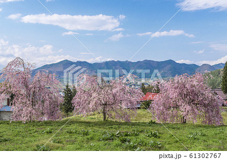 【長野県信州高山村】紅枝垂れ 61302767