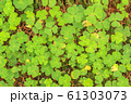 Green Oxalis oregana texture, background (Oxalis 61303073