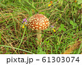 Red fly agaric in a forest glade (Amanita 61303074