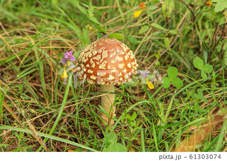 Red fly agaric in a forest glade (Amanita 61303074
