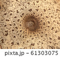 Macrolepiota mushroom cap texture, background. 61303075