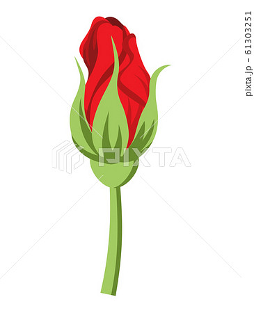 バラの花 つぼみ 切り花 赤のイラスト素材 61303251 Pixta