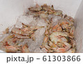 Fresh shrimp soaked in ice in a foam crate. 61303866