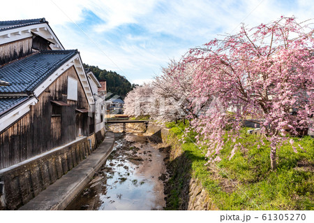桜満開 奈良大宇陀 61305270