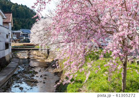桜満開 奈良大宇陀 桜満開 奈良大宇陀 61305272