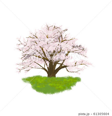 無料でダウンロード リアル 桜の 木 イラスト Okepictfyyz