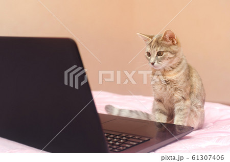 Little gray cat sits at a laptop and looks at it. Search for information. Modern technologies. Pet, animal Little gray cat sits at a laptop and looks at it. Search for information. Modern technologies. Pet, animal 61307406