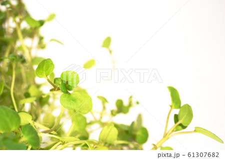 クレソン 61307682