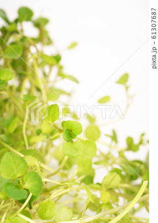 クレソン 61307687