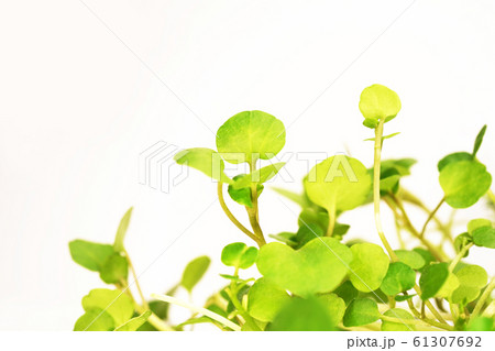 クレソン 61307692