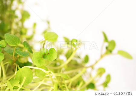 クレソン 61307705