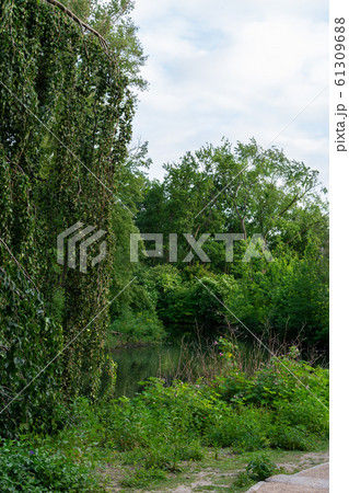 Walk through the Tiergarten park Walk through the Tiergarten park 61309688