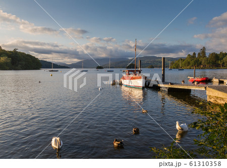 Mute swans, ducks and fishing boat bathed in 61310358