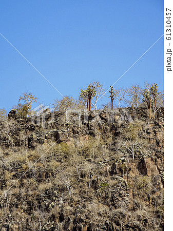 Santa Fe Island at Galapagos, Ecuador 61310457