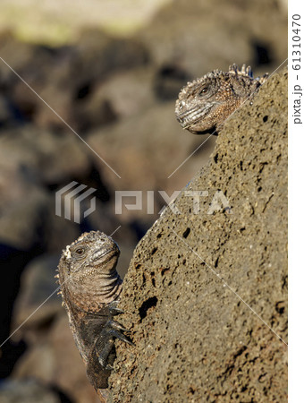 Marine iguanas at San Cristobal Island in Marine iguanas at San Cristobal Island in 61310470