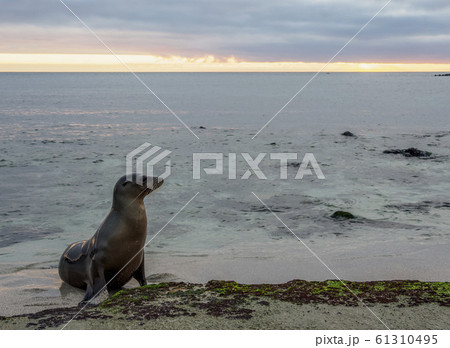 Sea Lions at San Cristobal Island in Galapagos, Sea Lions at San Cristobal Island in Galapagos, 61310495