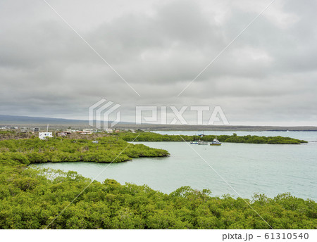 Santa Cruz Island, Galapagos, Ecuador Santa Cruz Island, Galapagos, Ecuador 61310540