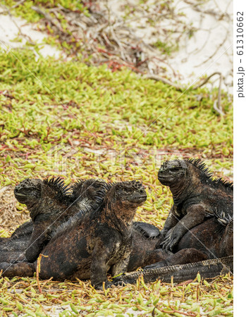 Marine iguana at Santa Cruz Island, Galapagos, 61310662