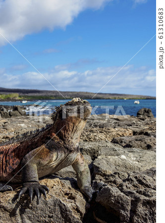Marine iguana at Floreana Island in Galapagos, Marine iguana at Floreana Island in Galapagos, 61310683