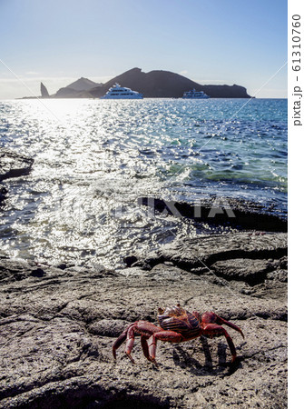 Sullivan Bay at Santiago or James Island in 61310760