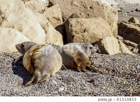 Southern Elephant Seal at Punta Ninfas, Patagonia, 61310853