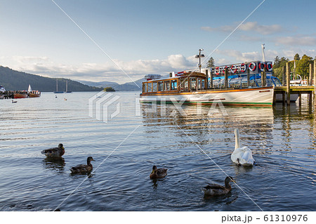 Ducks and Swan in Lake WIndrmere with Cruise boat Ducks and Swan in Lake WIndrmere with Cruise boat 61310976