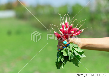 Only dug up fresh radish with green tails in hand. 61311035