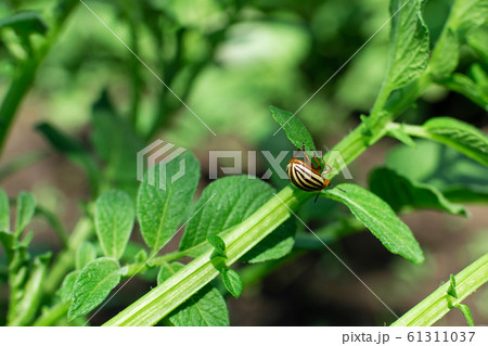 Colorado beetles eat potato crop in the garden Colorado beetles eat potato crop in the garden 61311037