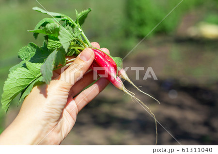 Digging up fresh radish in the garden Digging up fresh radish in the garden 61311040