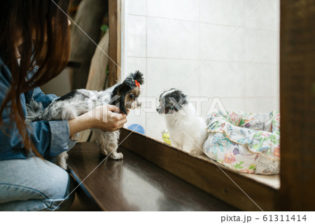 Little girl shows puppy to her dog, pet store Little girl shows puppy to her dog, pet store 61311414
