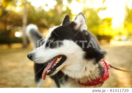Portrait of gorgeous dog breeds husky in summer Portrait of gorgeous dog breeds husky in summer 61311720