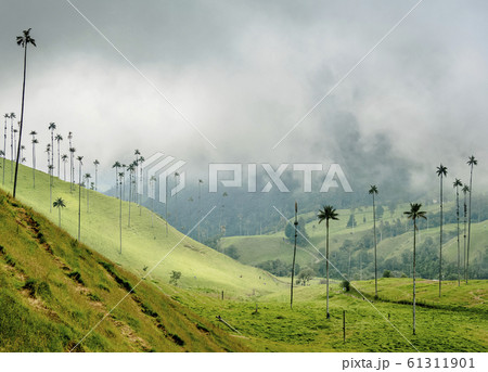 Cocora Valley near Salento in Colombia 61311901
