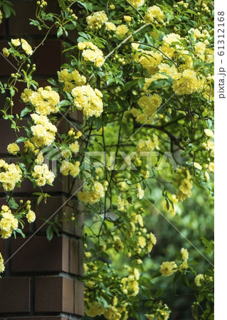 煉瓦の柱と壁仕立ての黄色いモッコウバラ 61312168