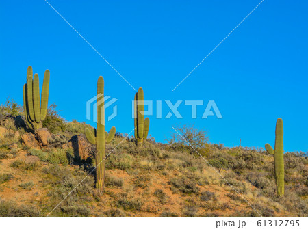 Saguaro Cactus (Carnegiea Gigantea) at the Tonto National Forest in the Sonoran Desert. Maricopa County, Arizona USA Saguaro Cactus (Carnegiea Gigantea) at the Tonto National Forest in the Sonoran Desert. Maricopa County, Arizona USA 61312795