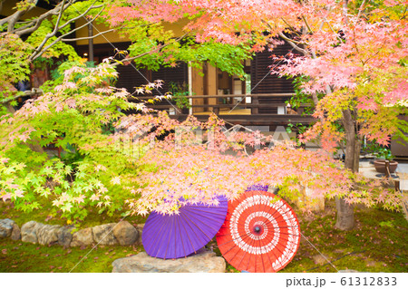 京都市東山区の東福寺搭頭勝林寺で撮影した紅葉 京都市東山区の東福寺搭頭勝林寺で撮影した紅葉 61312833
