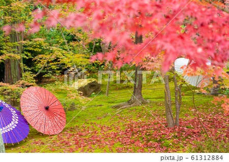 京都市東山区の東福寺搭頭勝林寺で撮影した紅葉 京都市東山区の東福寺搭頭勝林寺で撮影した紅葉 61312884
