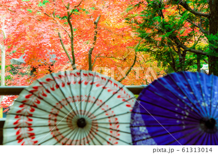 京都市東山区の東福寺搭頭勝林寺で撮影した紅葉 京都市東山区の東福寺搭頭勝林寺で撮影した紅葉 61313014