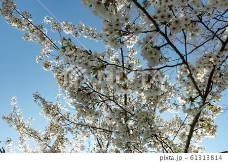 美しい日本で咲き誇る桜の花 美しい日本で咲き誇る桜の花 61313814