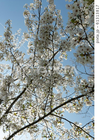 美しい日本で咲き誇る桜の花 美しい日本で咲き誇る桜の花 61313817