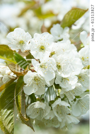 美しい日本で咲き誇る桜の花 美しい日本で咲き誇る桜の花 61313827