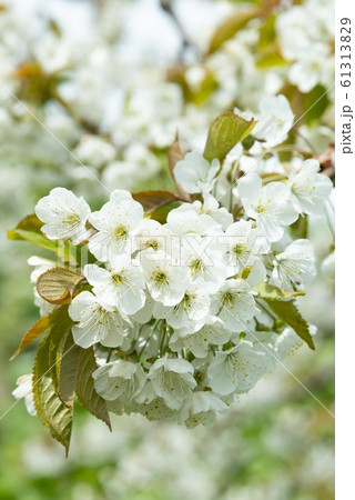 美しい日本で咲き誇る桜の花 美しい日本で咲き誇る桜の花 61313829