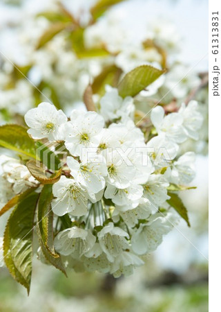 美しい日本で咲き誇る桜の花 美しい日本で咲き誇る桜の花 61313831