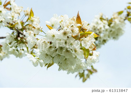 美しい日本で咲き誇る桜の花 美しい日本で咲き誇る桜の花 61313847